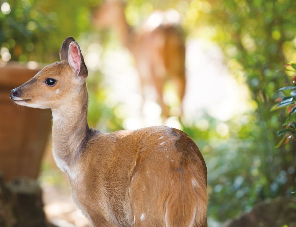 Antelope