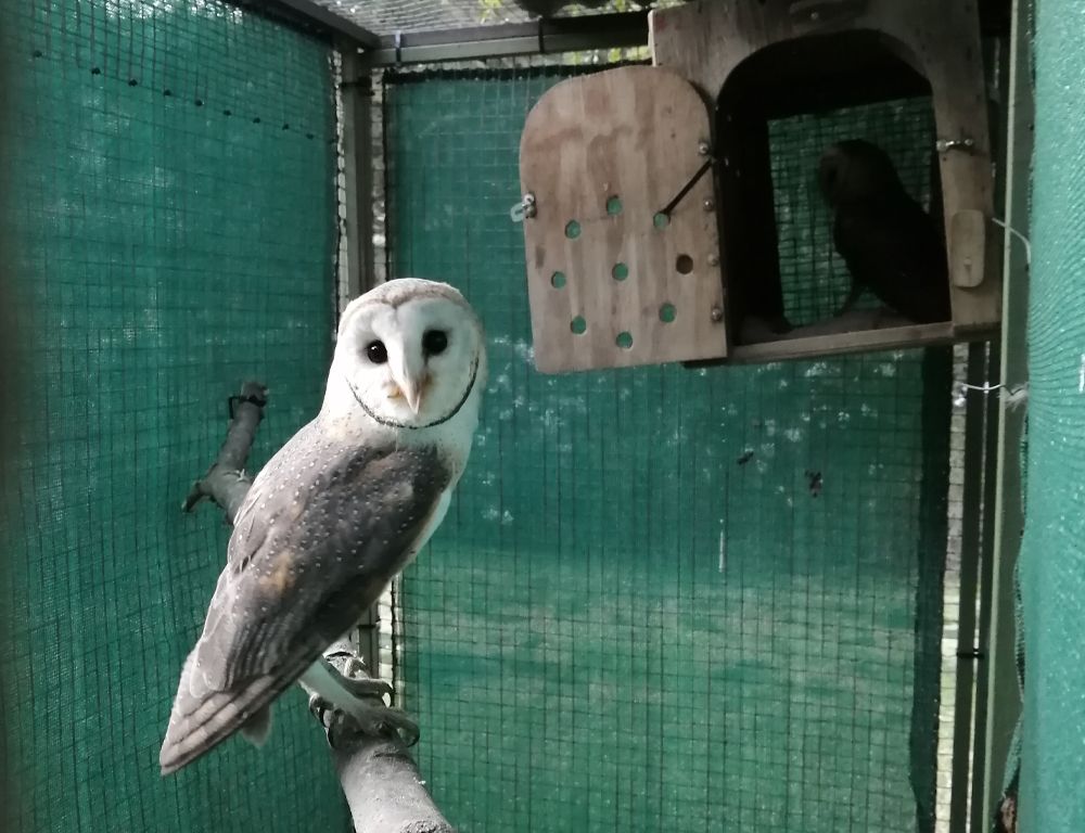 Owl