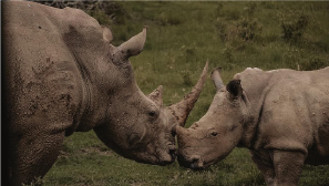Rhino and young