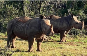 A pair of rhinos